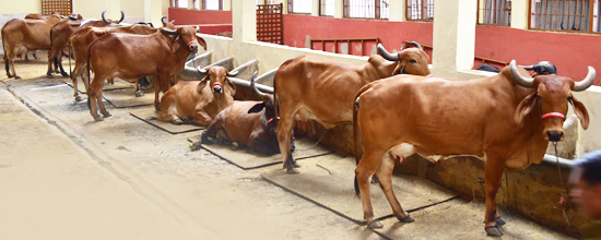 Gaushala: A cowshed managed by Kaivalyadhama Yoga Institute